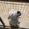 RESCUE, REHABILITATE, REHOME: PAWS MISSION