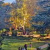 FINDING CALM IN CAMPUS GREEN SPACES